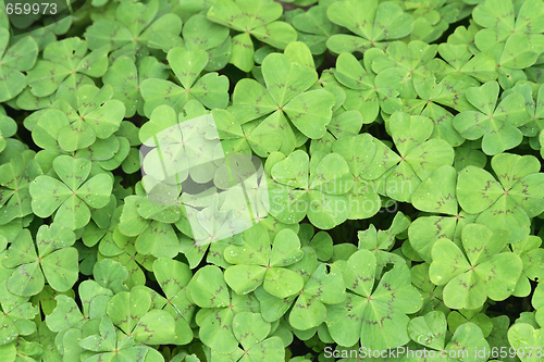 Image of green leaves background