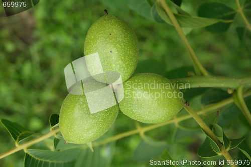 Image of walnuts