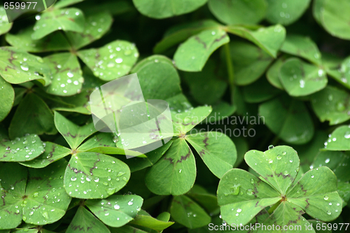 Image of green leaves