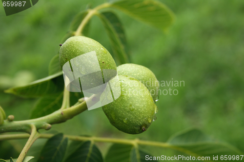Image of walnuts