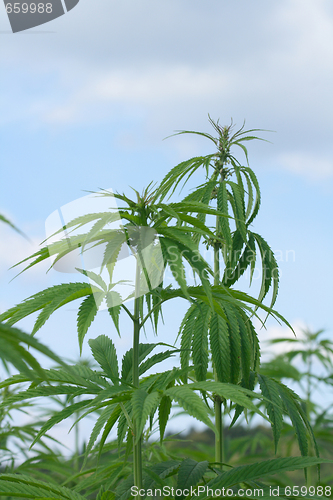 Image of marijuana field 