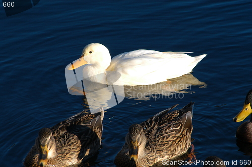 Image of Birds