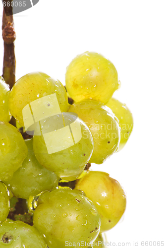 Image of Wet green grape macro