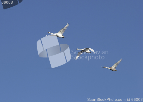 Image of Flying swans