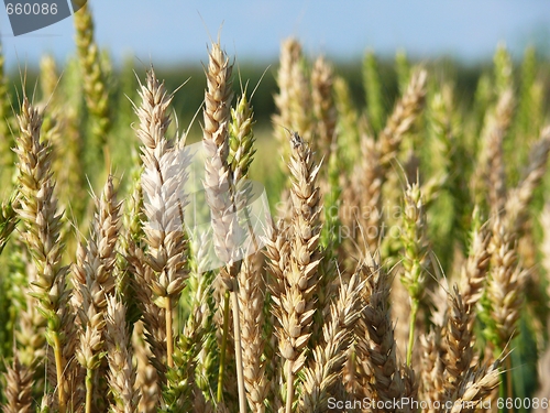 Image of Wheat
