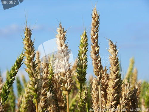 Image of Wheat