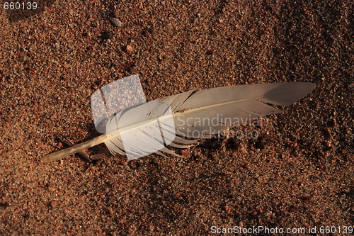 Image of Feather