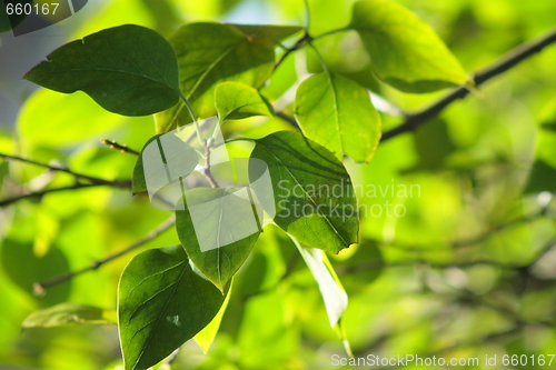 Image of Green leaves