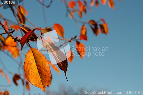 Image of Red autumn leaves