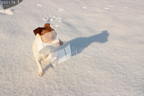 Image of Jack russell