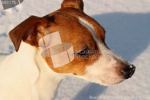 Image of Jack russell