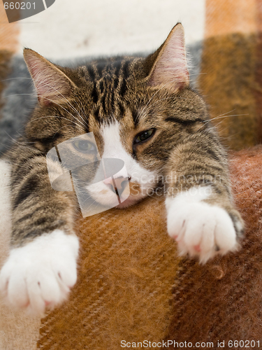 Image of Domestic Cat