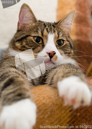 Image of Domestic Cat