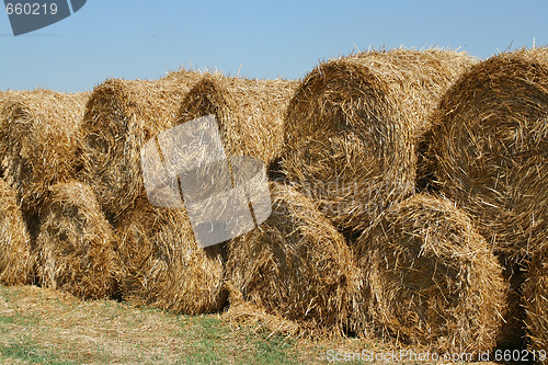 Image of Hay