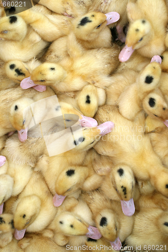 Image of Ducklings