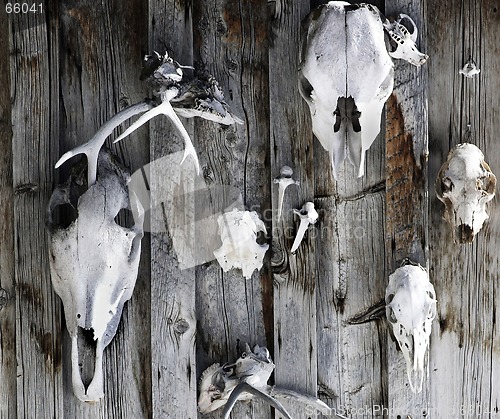 Image of skulls on the wall