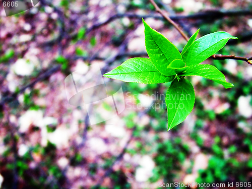 Image of Stylish image leaf