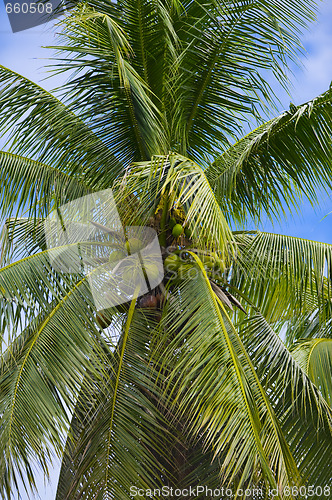 Image of palm tree