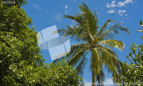 Image of palm tree