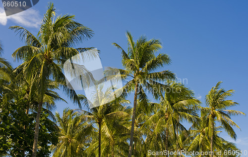 Image of palm trees