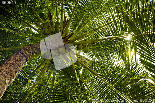 Image of palm tree against the sun