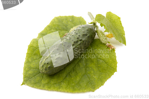 Image of Isolated cucumber