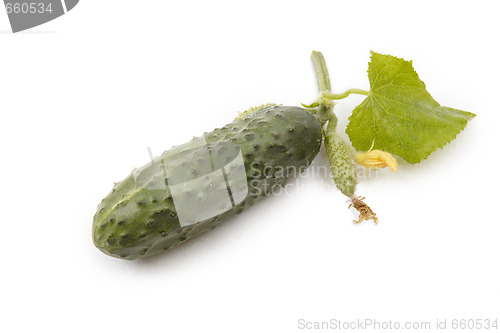 Image of Isolated cucumber