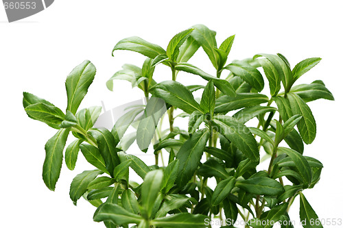 Image of tarragon