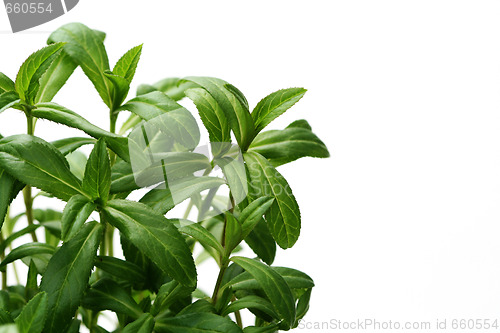 Image of tarragon