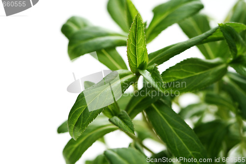 Image of tarragon