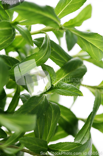 Image of tarragon