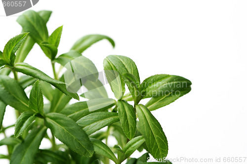 Image of tarragon