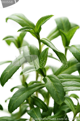 Image of tarragon