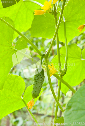 Image of Cucumber