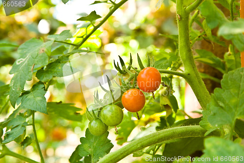 Image of tomato