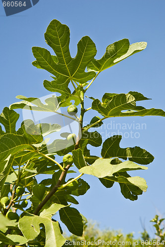 Image of Fig