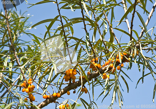 Image of Sea-buckthorn berries