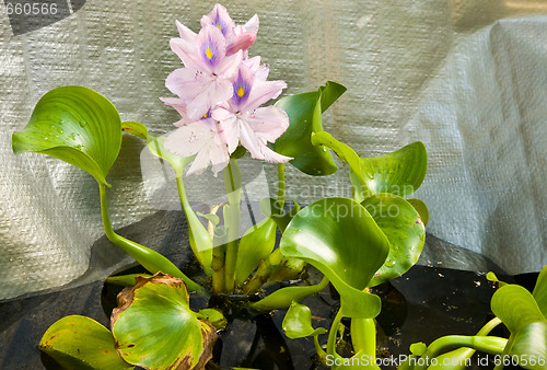 Image of Water hyacinth