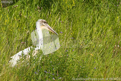 Image of Pelican