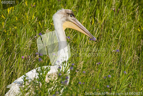 Image of Pelican In Grass