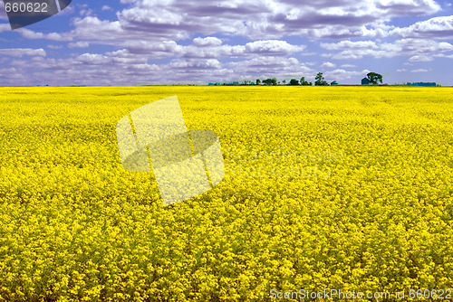 Image of Canola Field