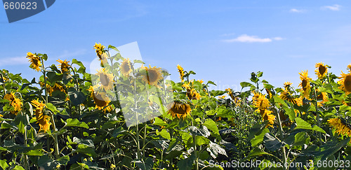 Image of Panoramic Sunflowers
