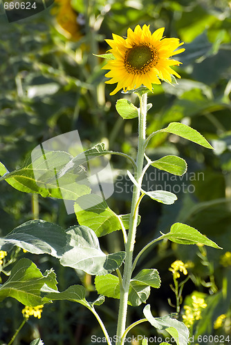 Image of Small Sunflower