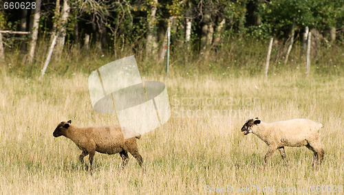 Image of Domestic Sheep