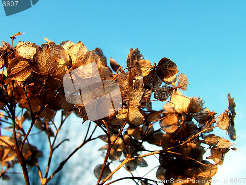 Image of Withered plants leaf in sky