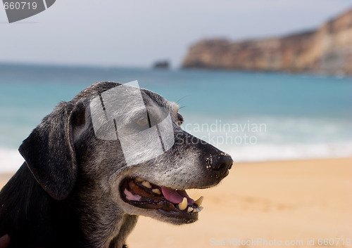 Image of Old Dog