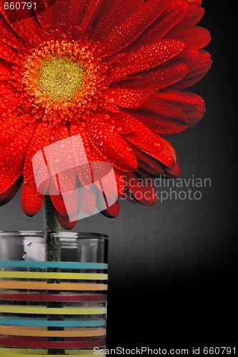 Image of red gerbera flower