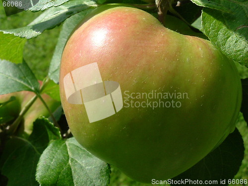 Image of Apple