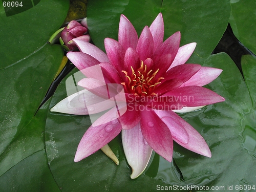 Image of Pink waterlily