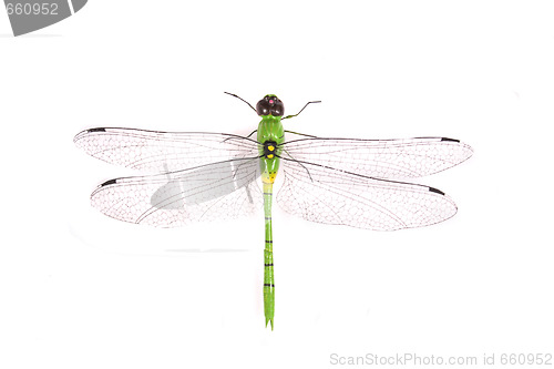 Image of dragonfly